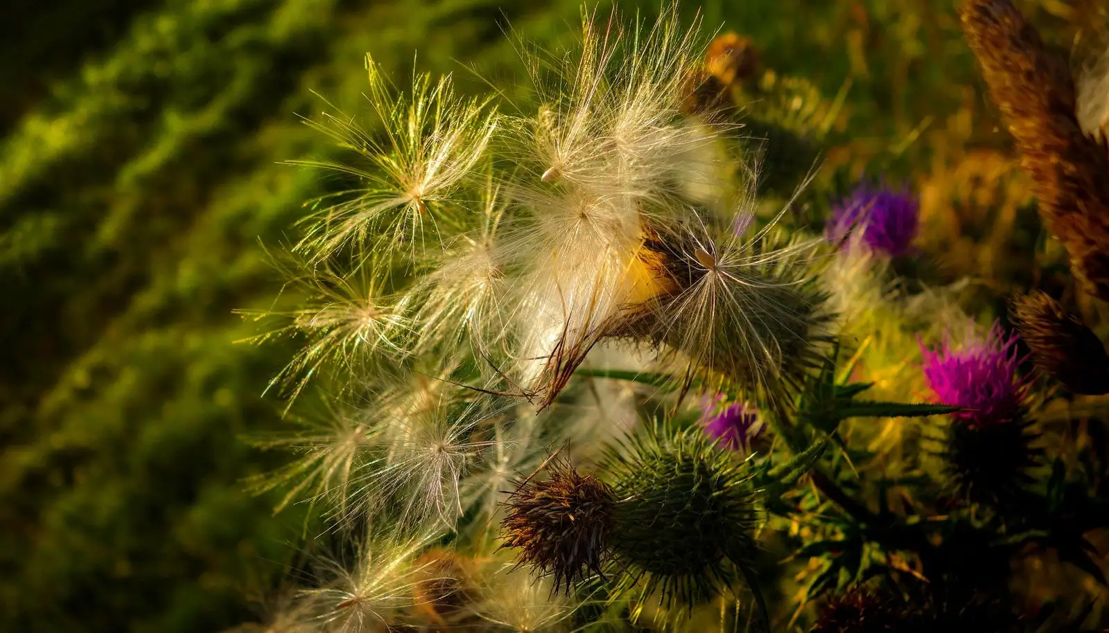 Gros plan d'un chardon marie en fleur, feuilles épineuses vertes et capitules violets, lumière naturelle.